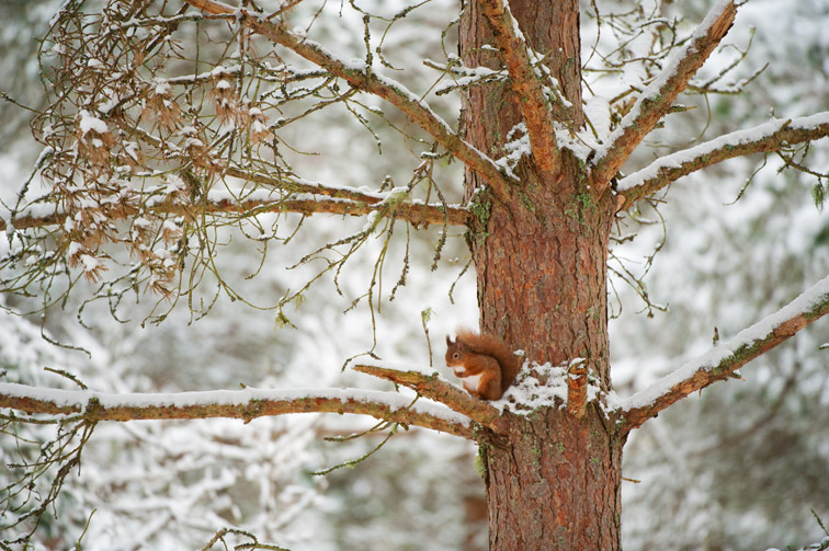 Red squirrel (Sciurus vulgaris) resting in pine tree in snow, Scotland, November